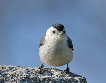 Close-up of bird perching on rock