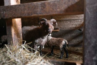 Portrait of icelandic sheep looking through wooden fence in barn