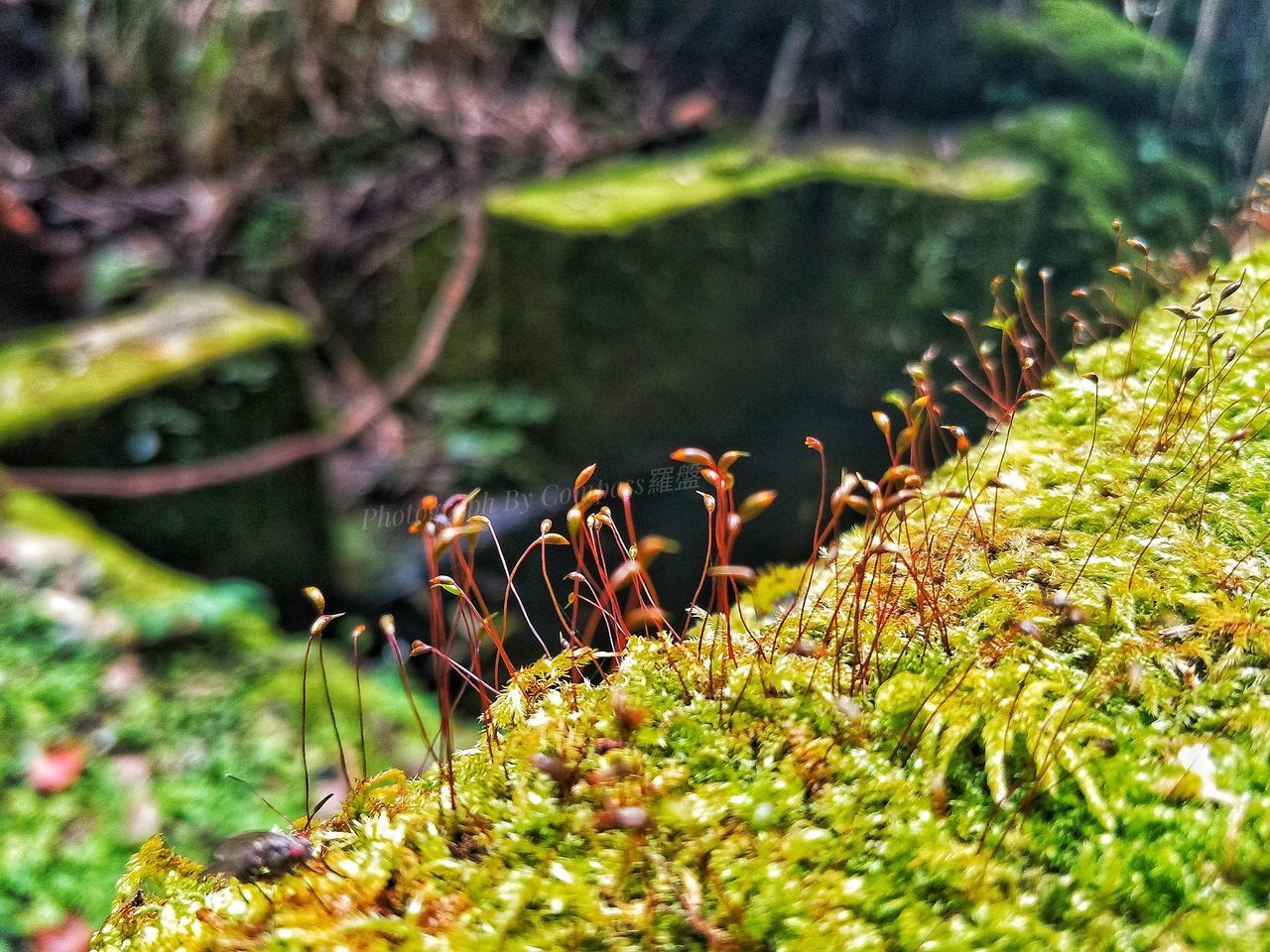 selective focus, animal themes, animal, plant, animals in the wild, animal wildlife, nature, vertebrate, no people, day, bird, growth, green color, water, group of animals, close-up, land, outdoors, beauty in nature, marine