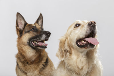 Dogs against white background