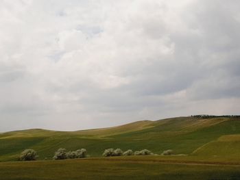 Scenic view of agricultural field against sky