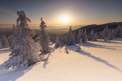 Snow covered land and trees against sky during sunset