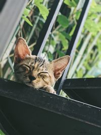 Close-up of a cat sleeping