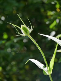 Close up of plant
