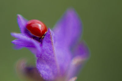 Close-up of purple flower blooming outdoors