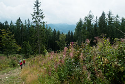 Panoramic shot of trees in forest against sky