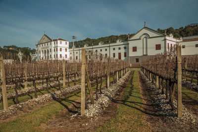 Rows of leafless vine trunks in front of the salton winery headquarter near bento goncalves, brasil.