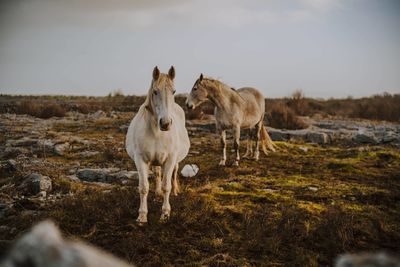 Horse standing on field