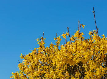 Low angle view of yellow flowering plant against clear blue sky