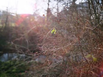 Close-up of plants against blurred background