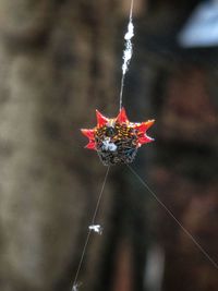 Close-up of red insect on flower