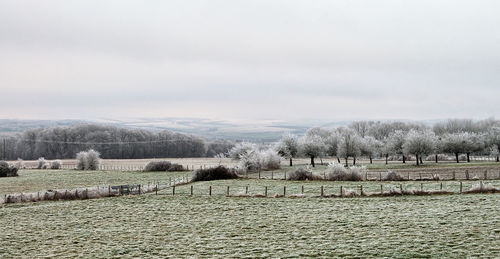 Scenic view of vineyard against sky