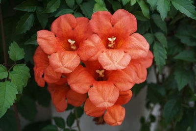 Close-up of red flowers