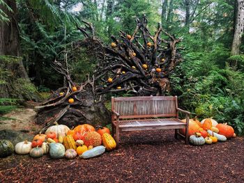 Fruits and vegetables on tree by plants in forest