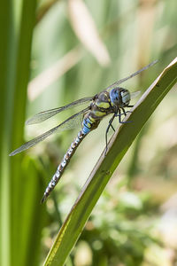 Close-up of insect on plant