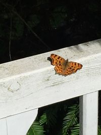 Close-up of butterfly perching on leaf