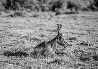 Side view of horse on field