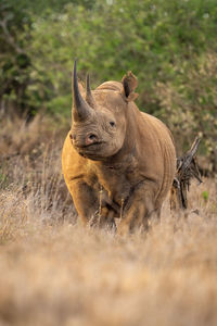 Black rhino