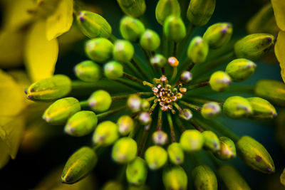 Close-up of flowering plant