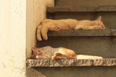 Cat sleeping on wall