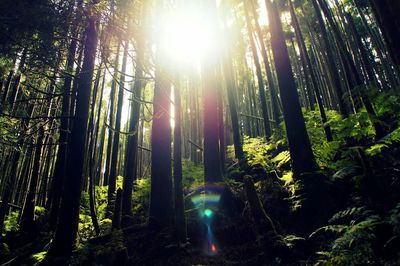 Sun shining through trees