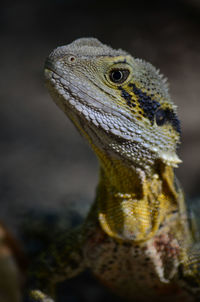 Close-up of lizard
