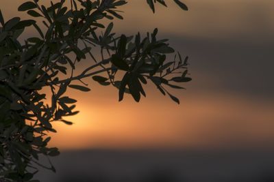 Silhouette tree against sky during sunset