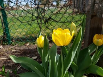 Close-up of yellow flowering plant