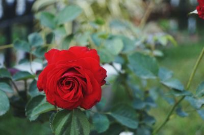Close-up of red rose blooming outdoors