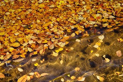 Full frame shot of fallen leaves