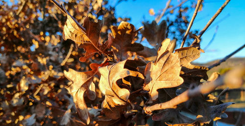 Close-up of dry maple leaves on tree