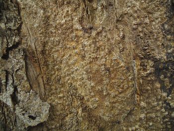 Full frame shot of tree trunk