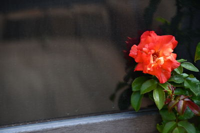 Close-up of red rose