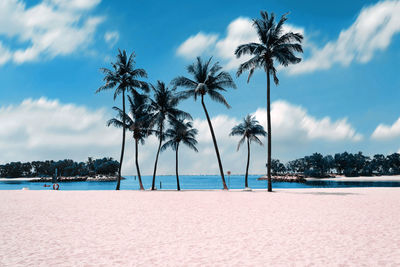 Palm trees on beach against sky