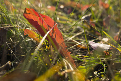 Close-up of leaves against blurred background