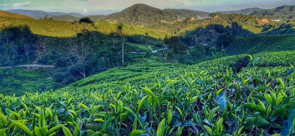 Scenic view of agricultural field