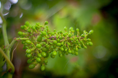 Close-up of berries growing on plant