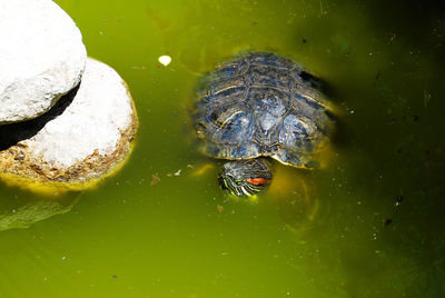 High angle view of turtle in water