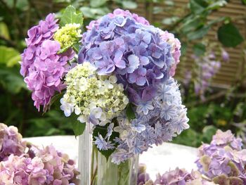 Close-up of pink hydrangea flowers