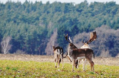 Horses on field in forest