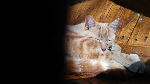 Cat sleeping on floor at home