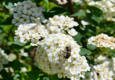 Close-up of white flowering plant