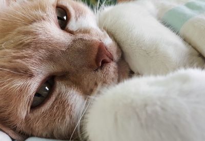 Close-up portrait of dog