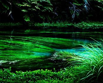 Scenic view of forest