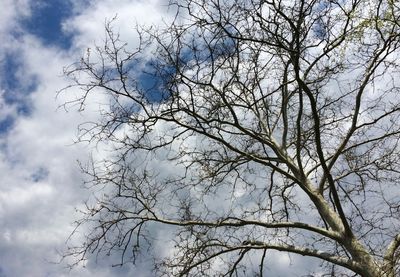 Low angle view of bare tree against sky