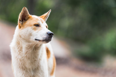 Close-up of dog outdoors