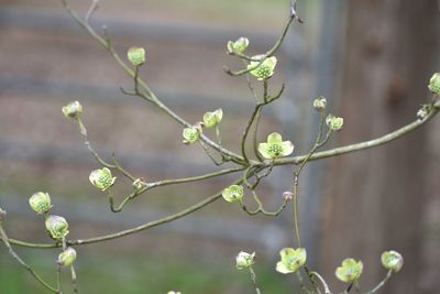 Close-up of flowering plant