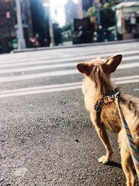 Dog looking away on road in city