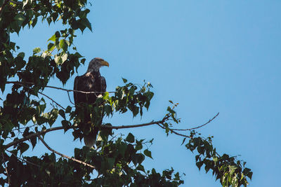 Low angle view of bird perching on tree against sky