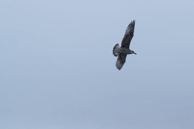 Low angle view of eagle flying in sky
